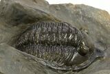 Multi-Toned Diademaproetus Trilobite - Ofaten, Morocco #310524-3